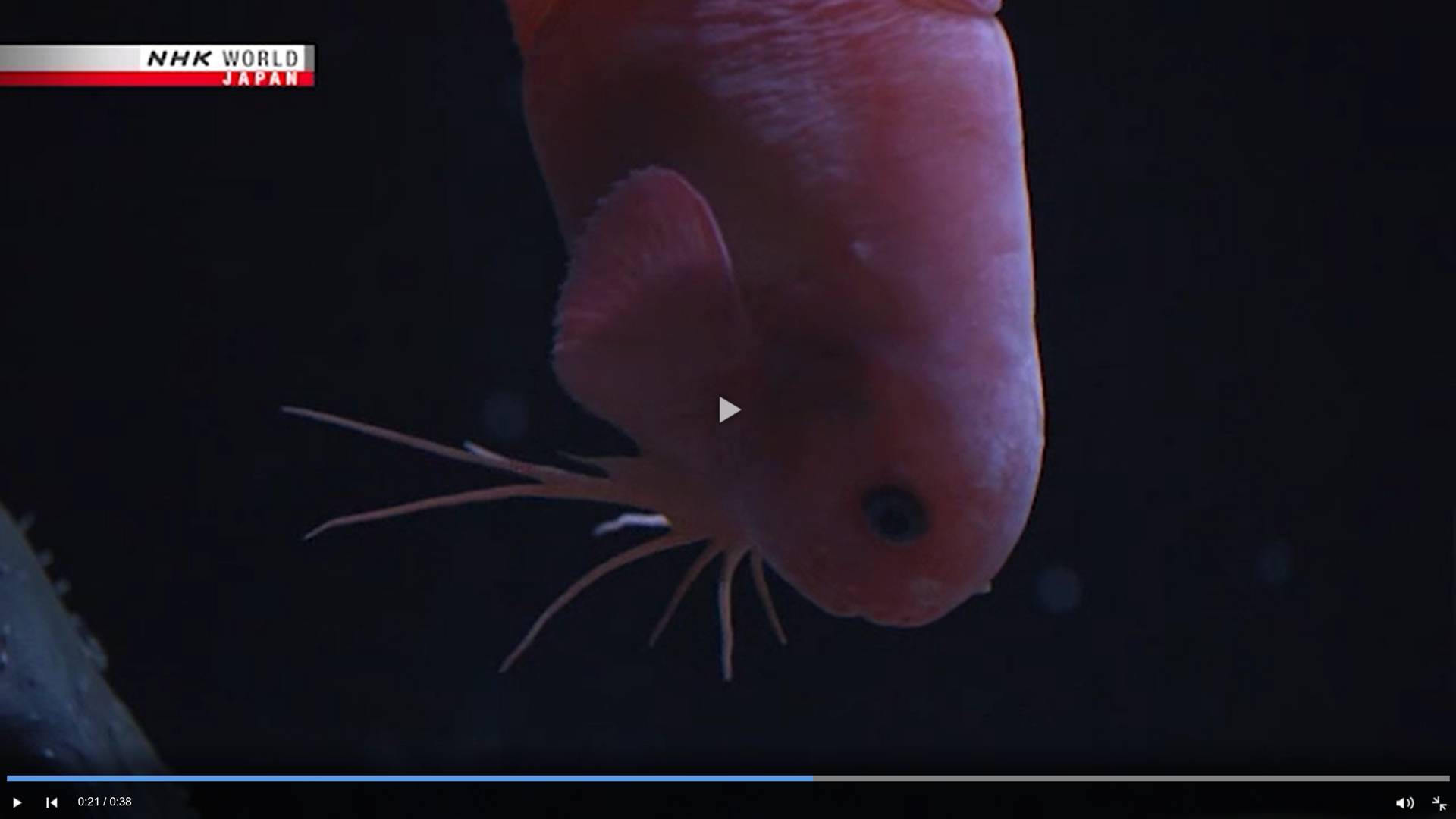 Цитата из видео «Raccoon snailfish makes its debut» телеканала NHK