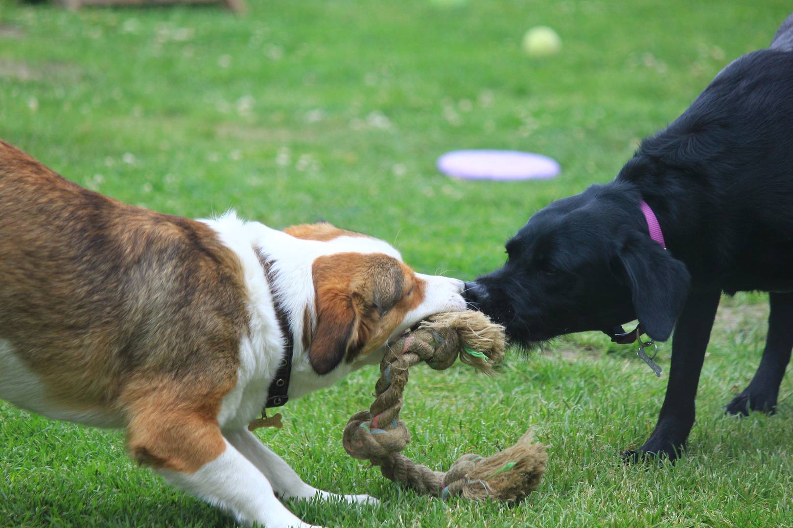 Перетягивание каната