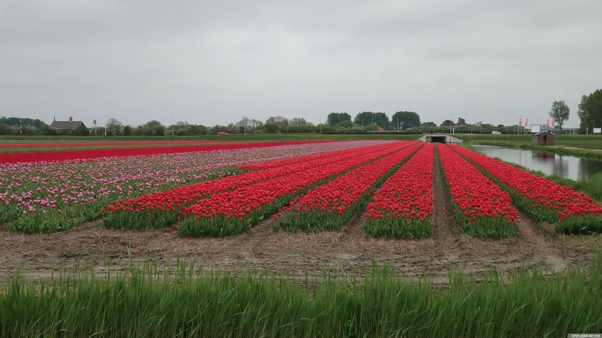Голландия тюльпановые поля