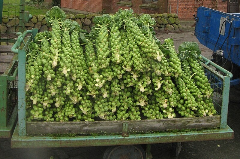 Брюссельская капуста