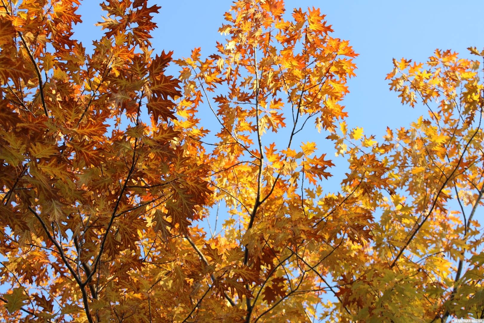 Золотая осень в Тамбове. Солнце в листве