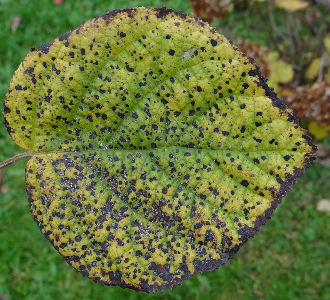 Лист, поражённый corynespora cassicola
