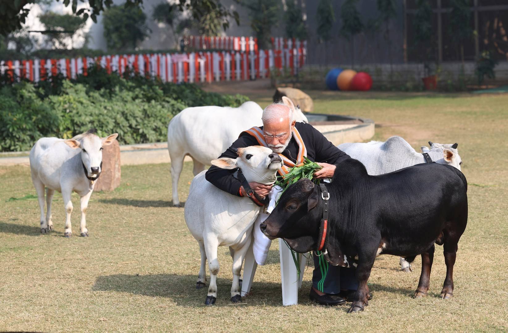 Нарендра Моди кормит коров в своей резиденции в Нью-Дели. 14 января 2024 г.
