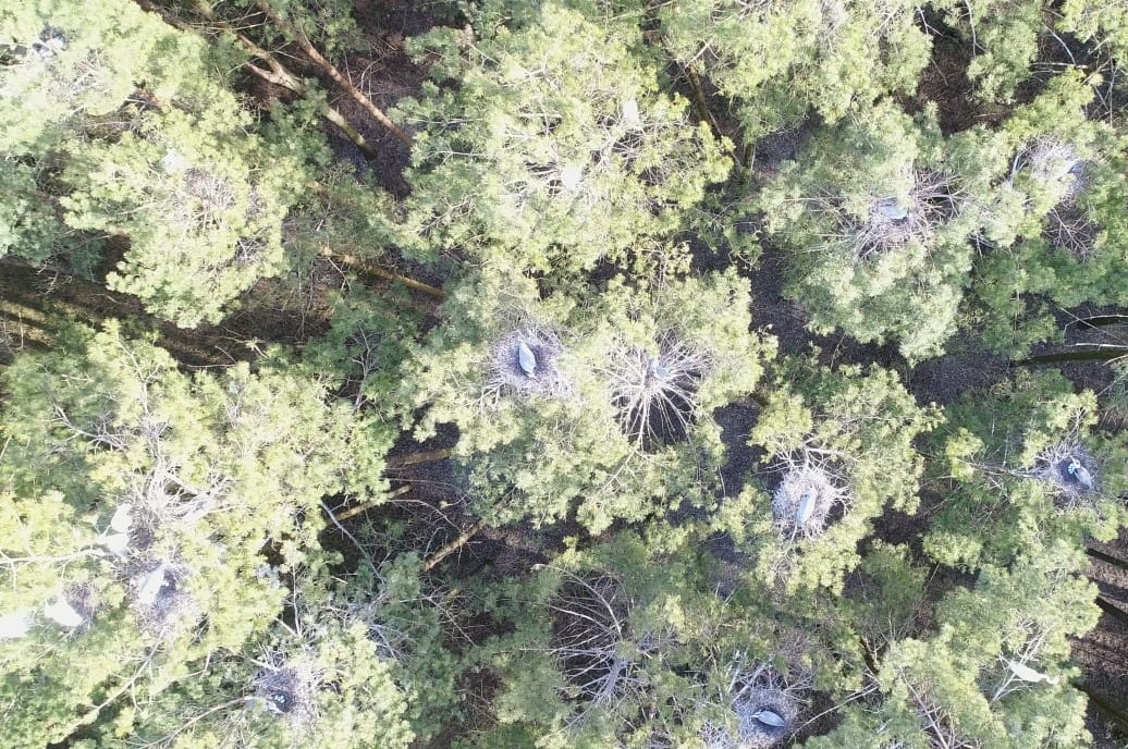 Гнезда белых цапель на деревьях