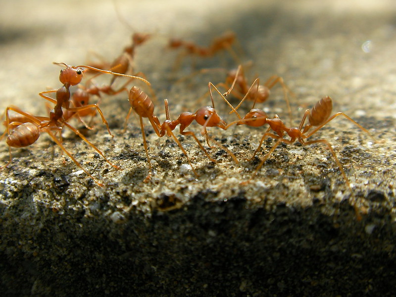 Огненные муравьи 