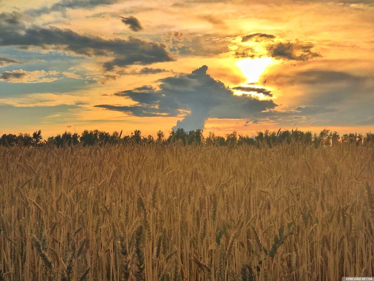 Пшеница в поле