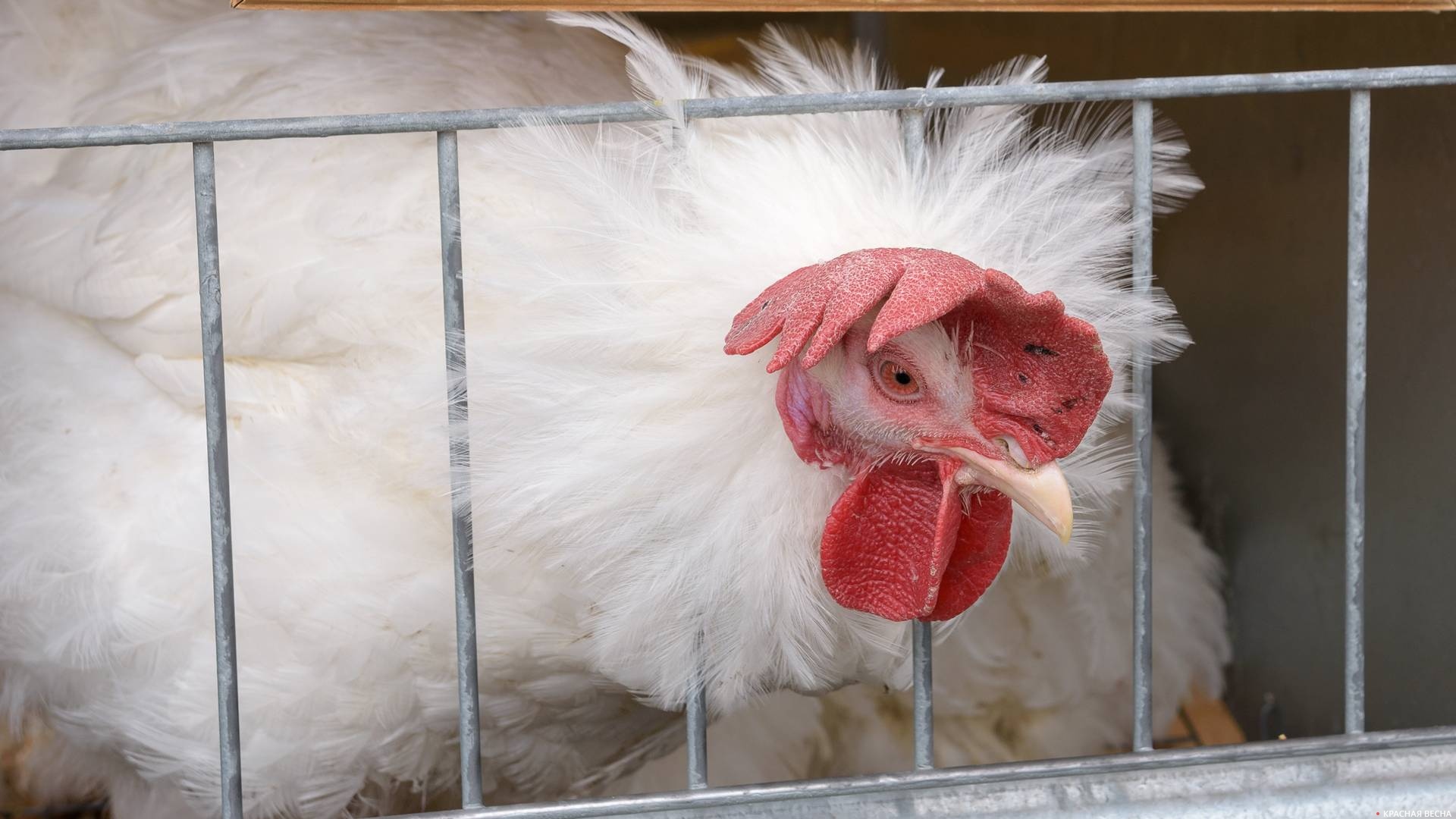 Петух в клетке