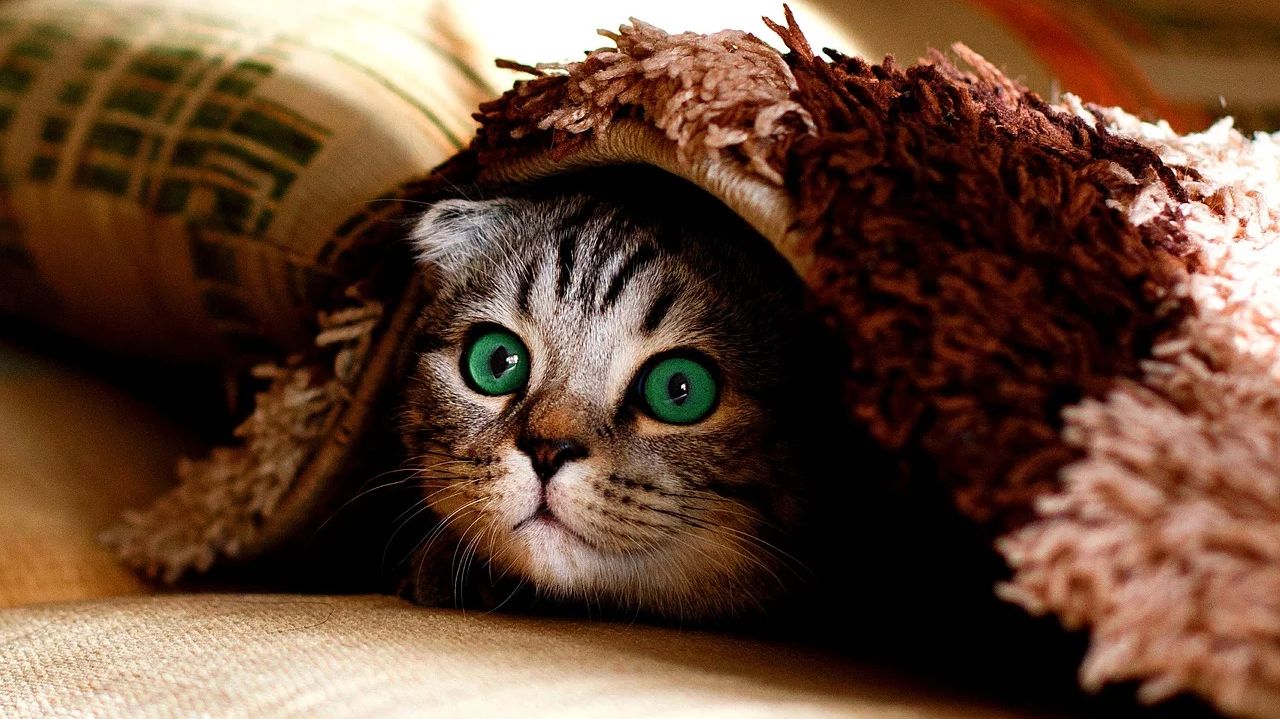 Котёнок под одеялом