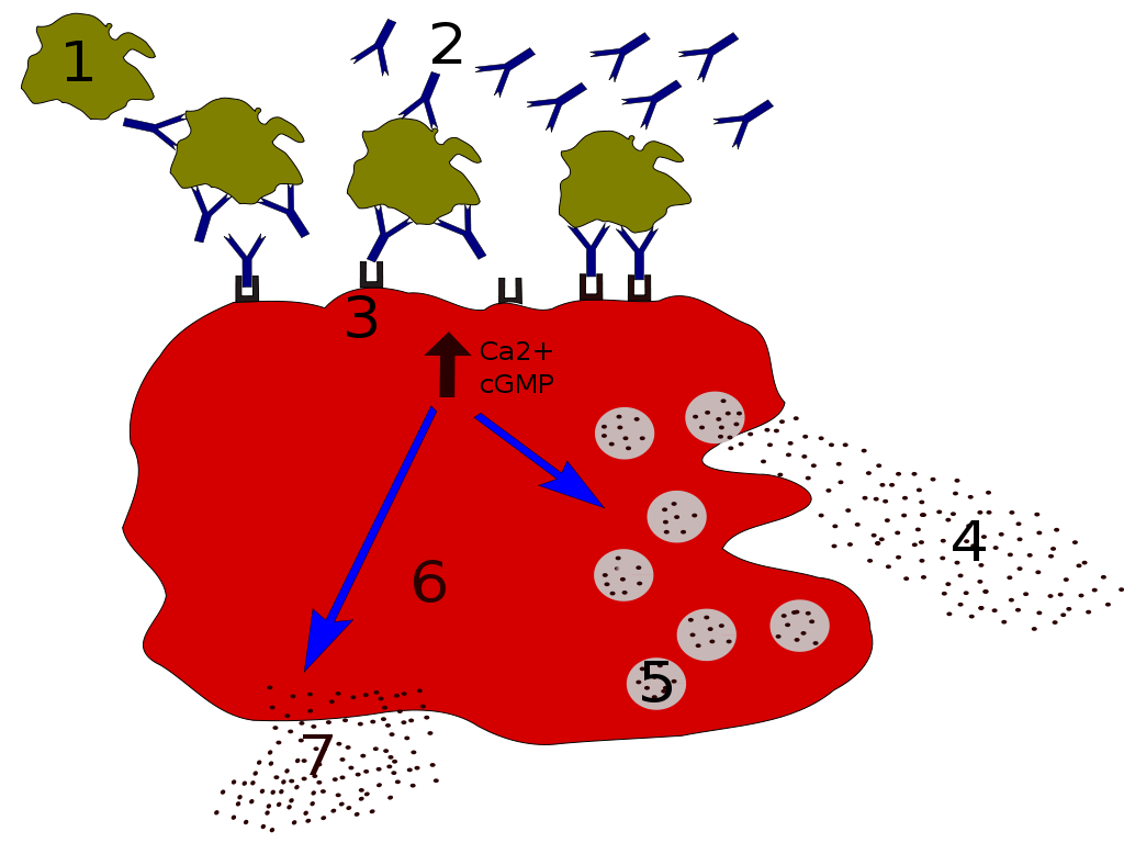 Процессы дегрануляции аллергии: 1 — антиген (аллерген); 2 — антитело (IgE); 3 — FcεRI-рецептор; 4 — циркулирующие медиаторы (гистамин, протеазы, хемокины, гепарин); 5 — секреторные гранулы; 6 — тучная клетка; 7 — выделяемые медиаторы (простагландины, лейкотриены, тромбоксаны, ФАТ); Ca²⁺ и cGMP