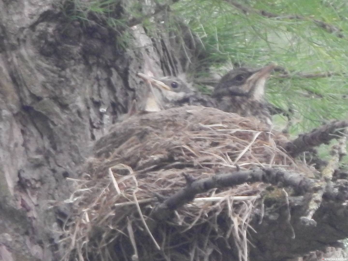 Гнездо дрозда-рябинника. Птенцы. Лиственничная рощица в  Промышленном районе Смоленска.