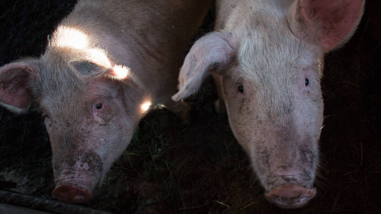Свиньи.