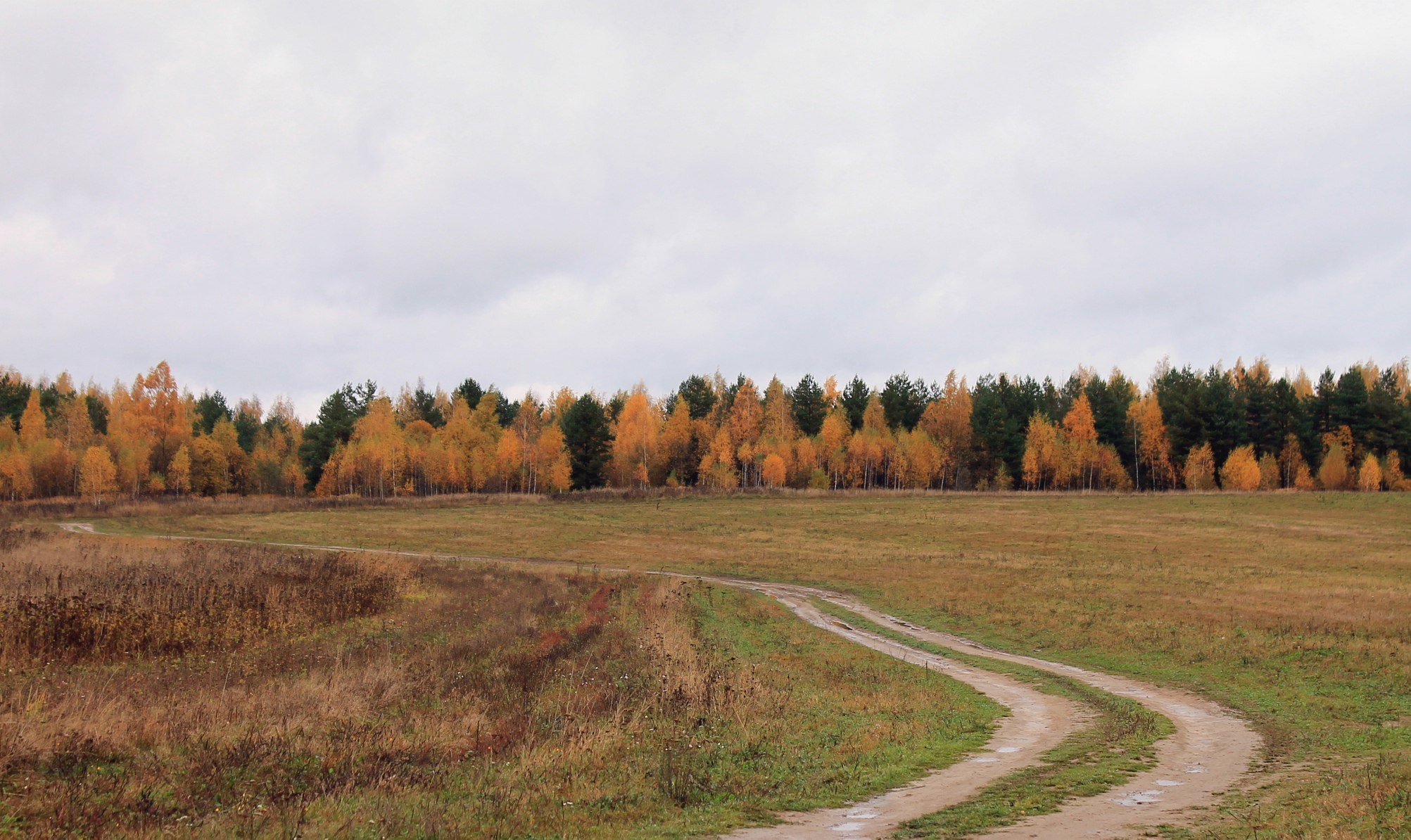 Лес. Осень. Смоленская область
