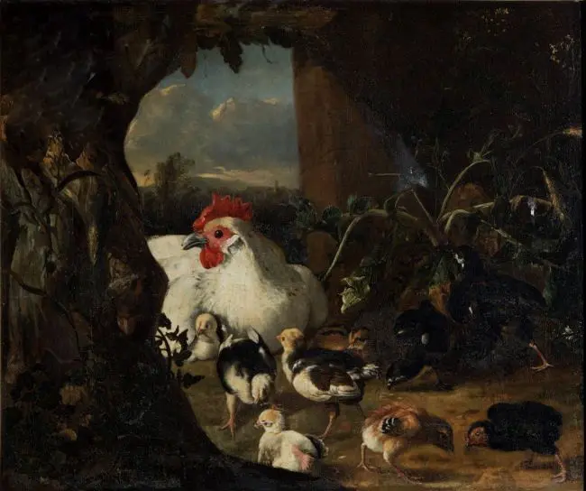 Адриан Коорт. Курица и цыплята. 1684