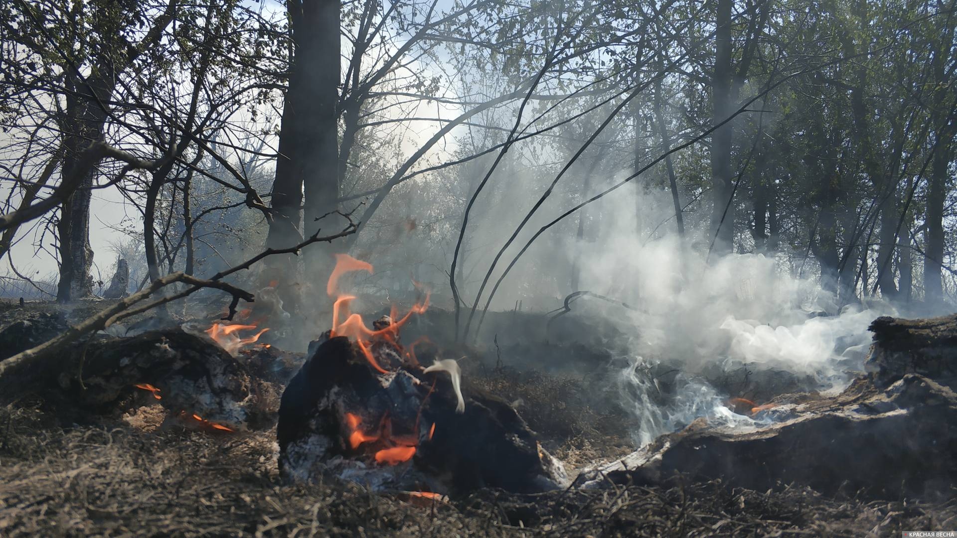 Природный пожар, лесной пожар