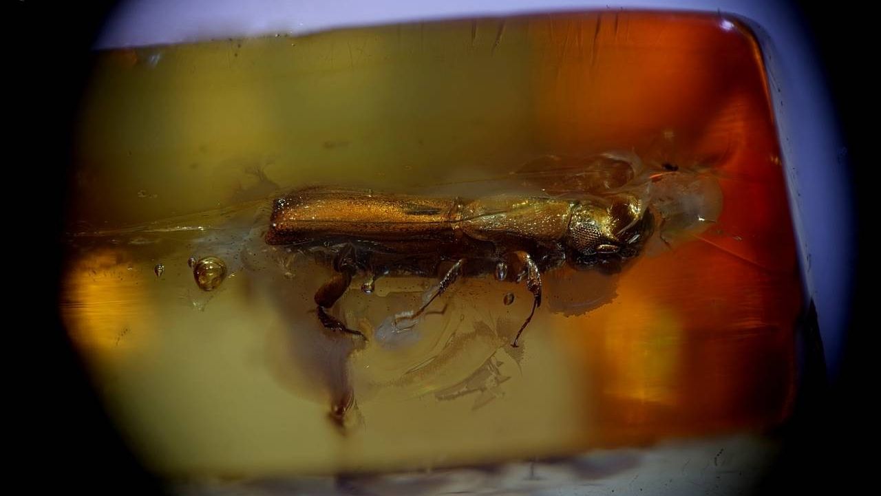 Исследуемый жук в кусочке янтаря