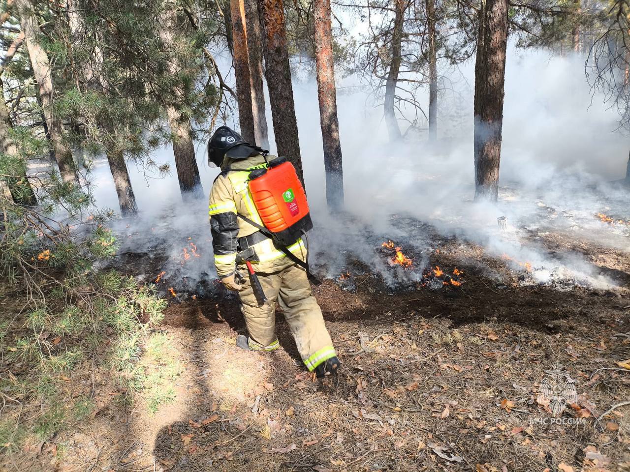 Лесной пожар в Ростовской области