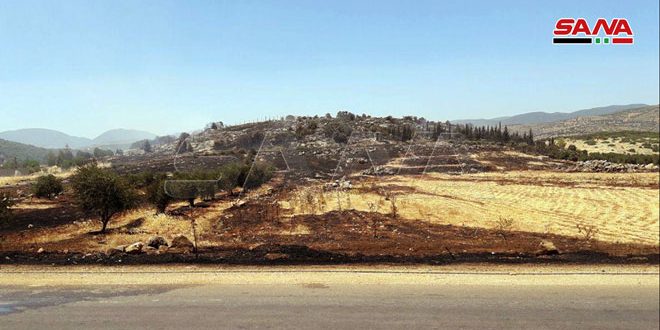 Обгоревшие плантации в Хаме