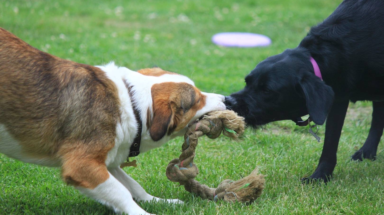 Перетягивание каната