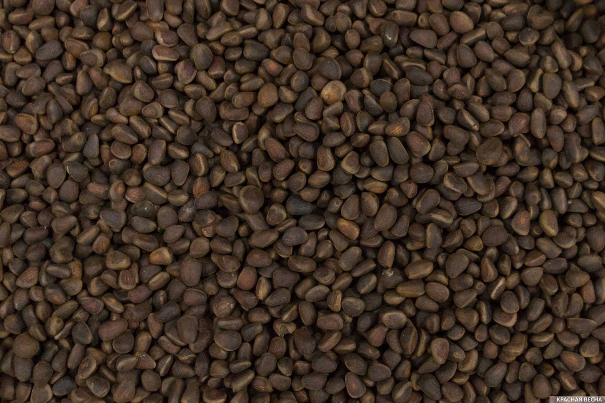 Кедровые орехи