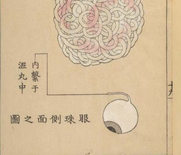 В 1772 Автор врач Синнин Кавагути1736–1811). Кавагути был первым японцем, который препарировал мозг человека
