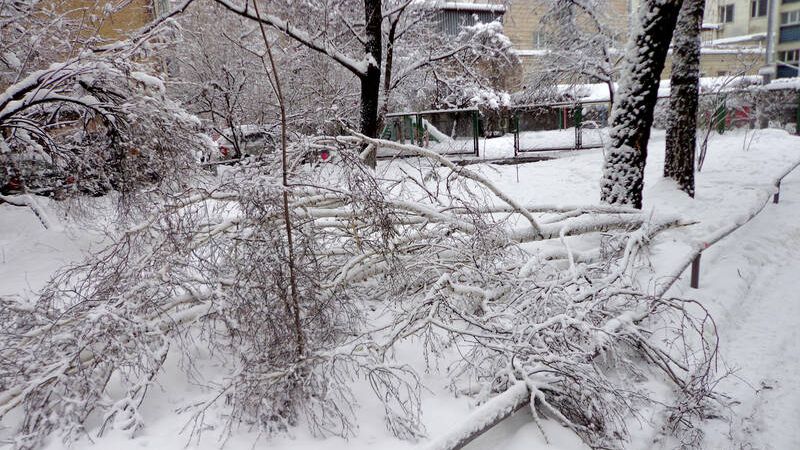 Поваленное дерево