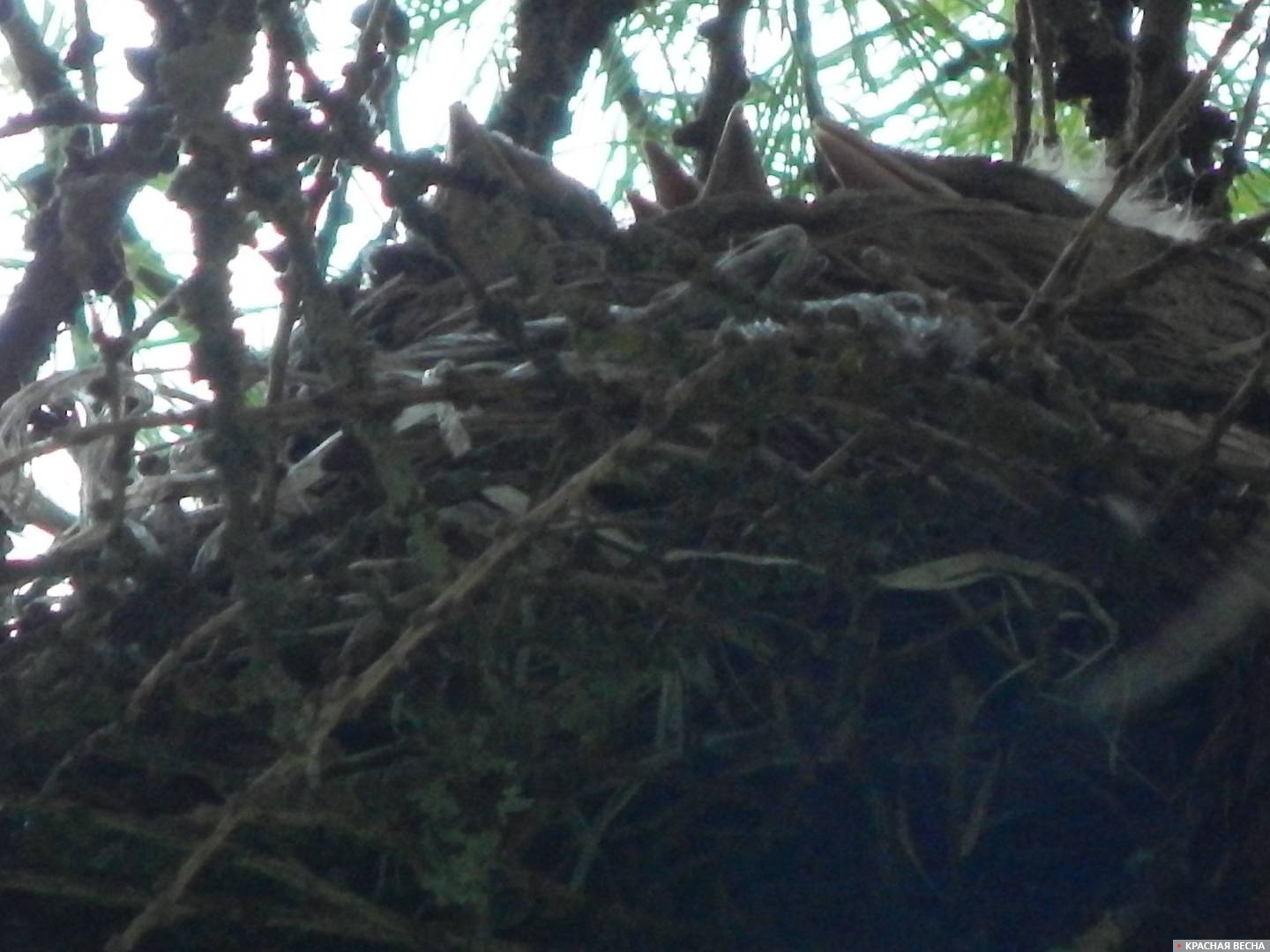 Гнездо дрозда-рябинника. Лиственничная рощица в  Промышленном районе Смоленска.