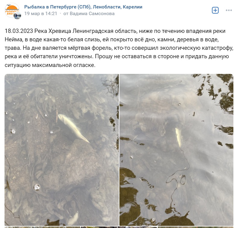 Фотографии от пользователей соцсети о загрязнении реки Хревица Ленинградской области