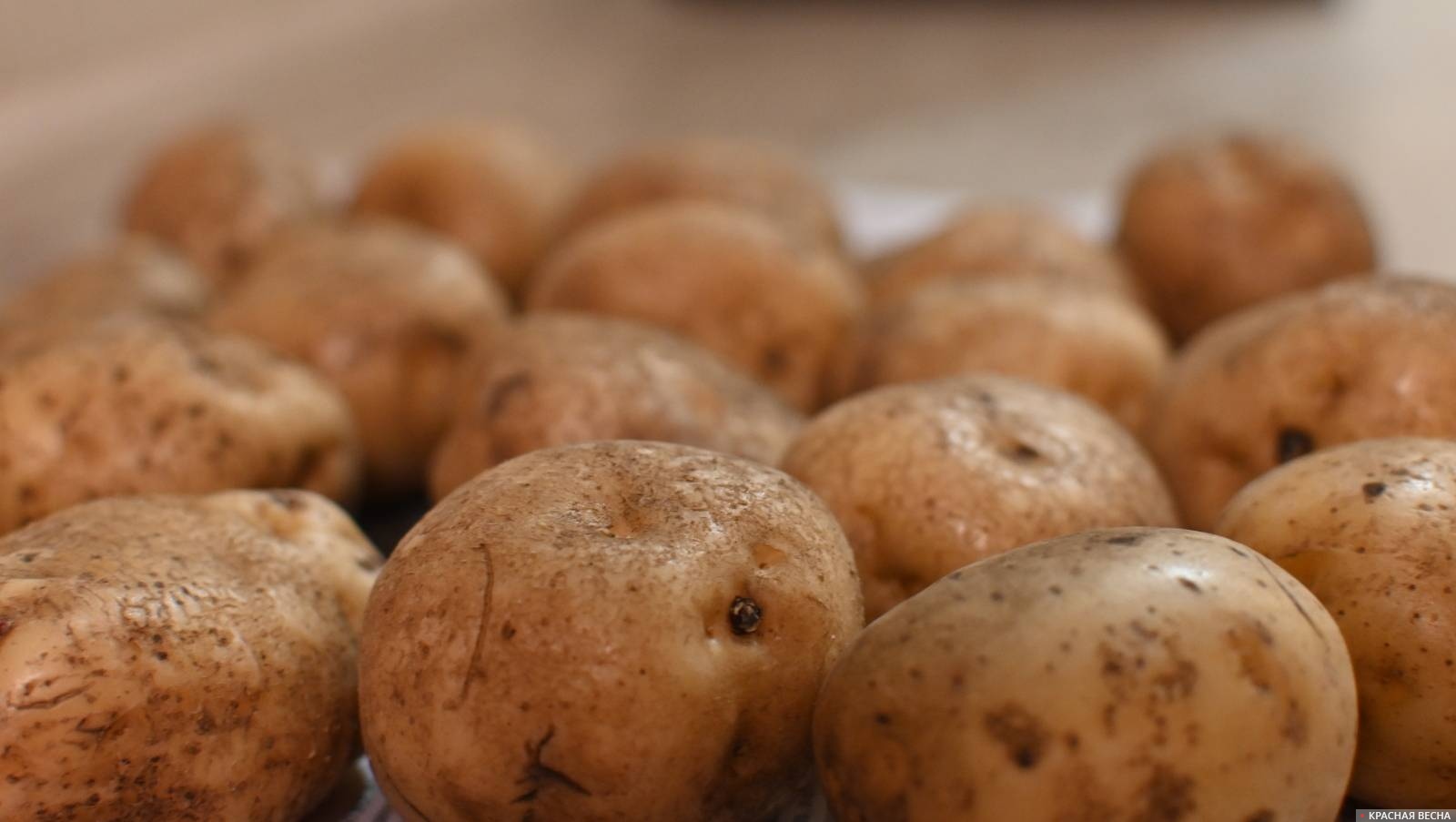 В Белоруссии вывели сорт картошки, имеющей фиолетовую мякоть