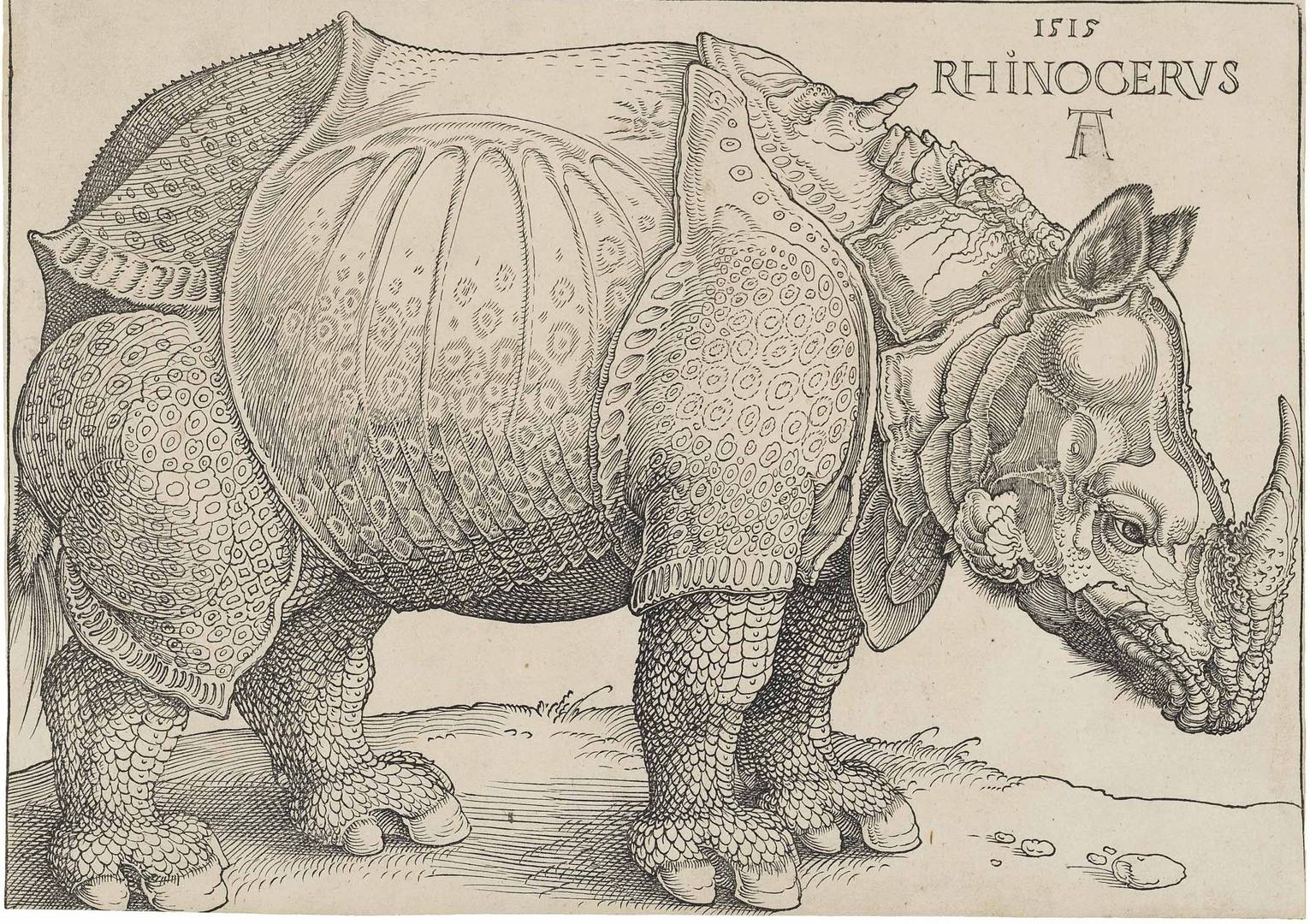 Альбрехт Дюрер. Носорог. 1515 год