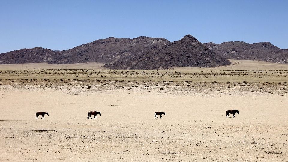 Намибия. Пустыня
