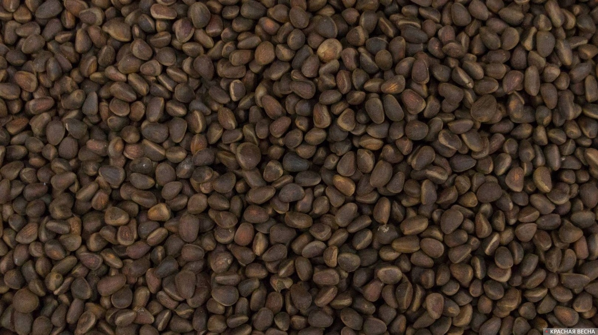 Кедровые орехи