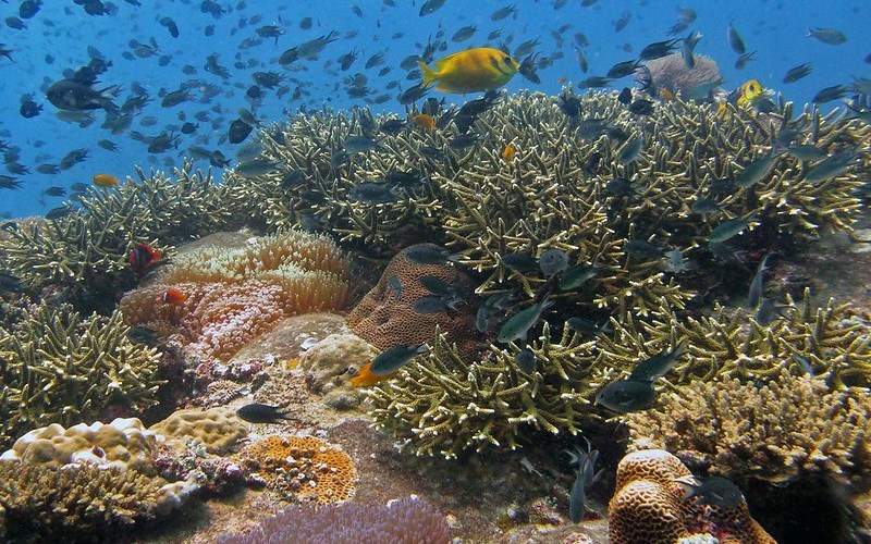 Искусственный интеллект обучили отслеживать состояние коралловых рифов