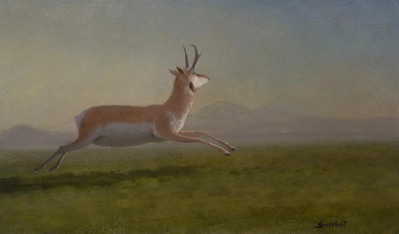Альберт Бирштадт. Бегущая антилопа. 1859