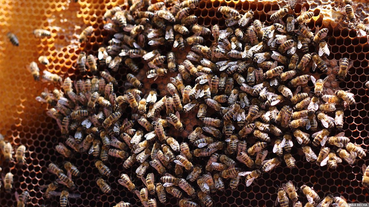 Пчелы, соты, мёд