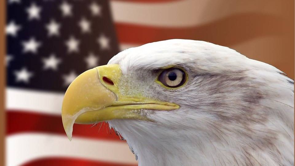 Белоголовый орлан на фоне американского флага
