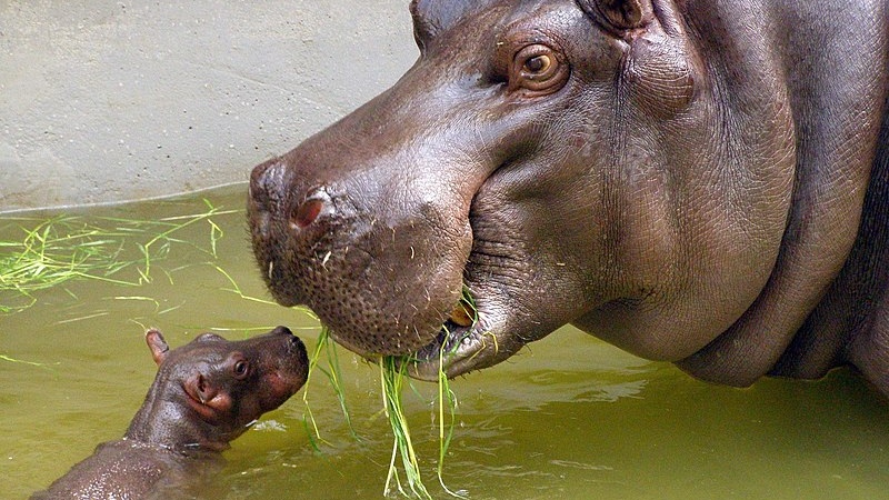 Самка бегемота с новорождённым детёнышем в зоопарке Антверпена