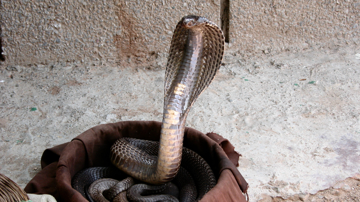 Индийская кобра