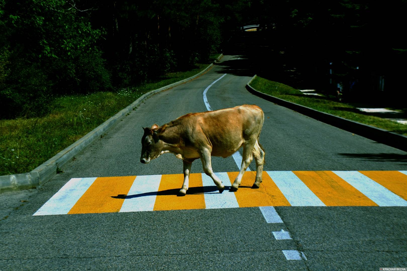 Корова на пешеходном переходе