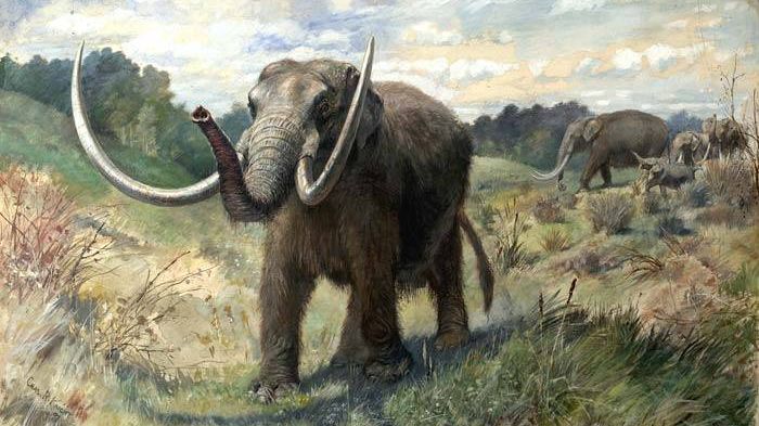 American Mastodon.