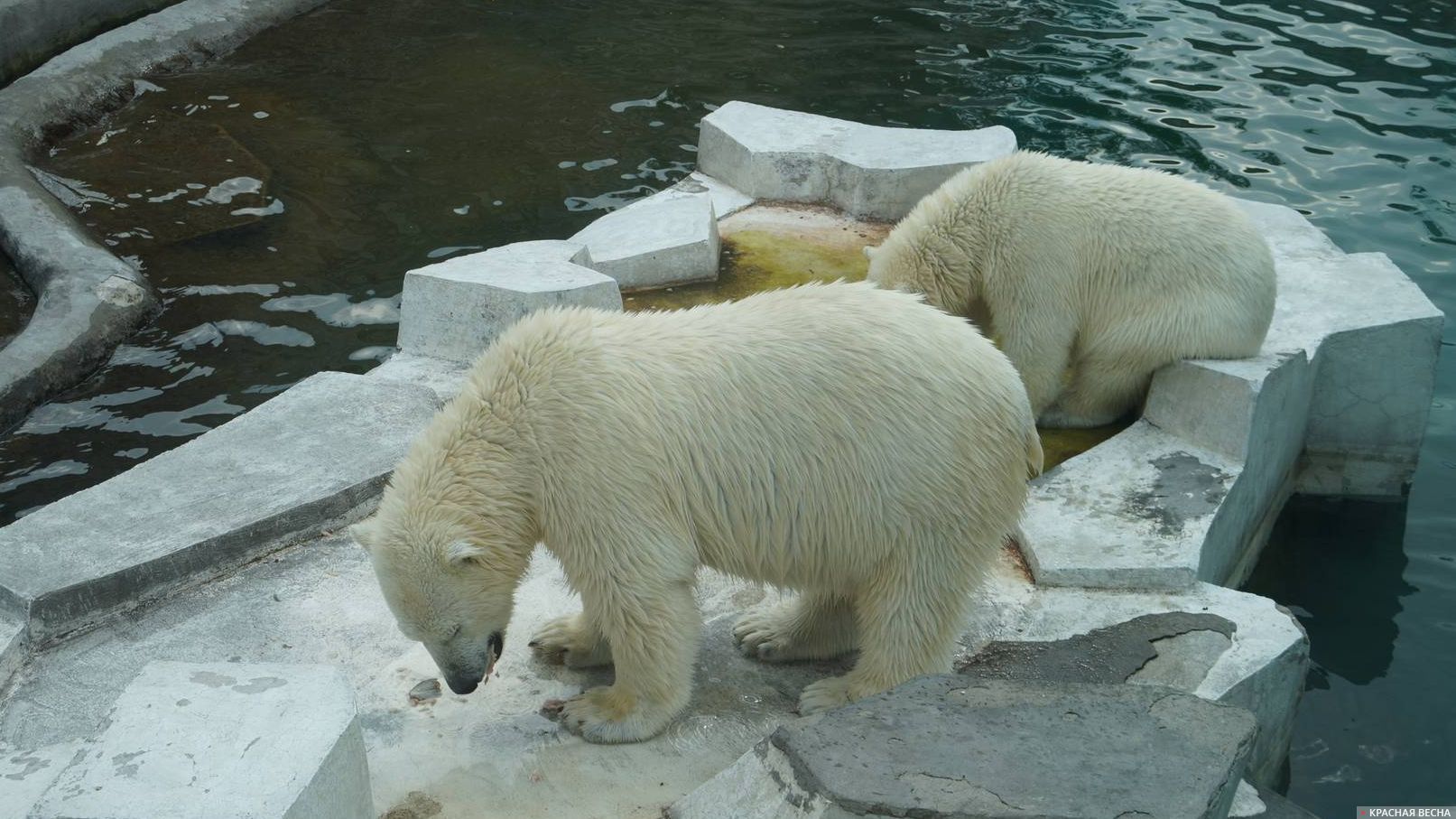 белый медведь охота на моржей видео