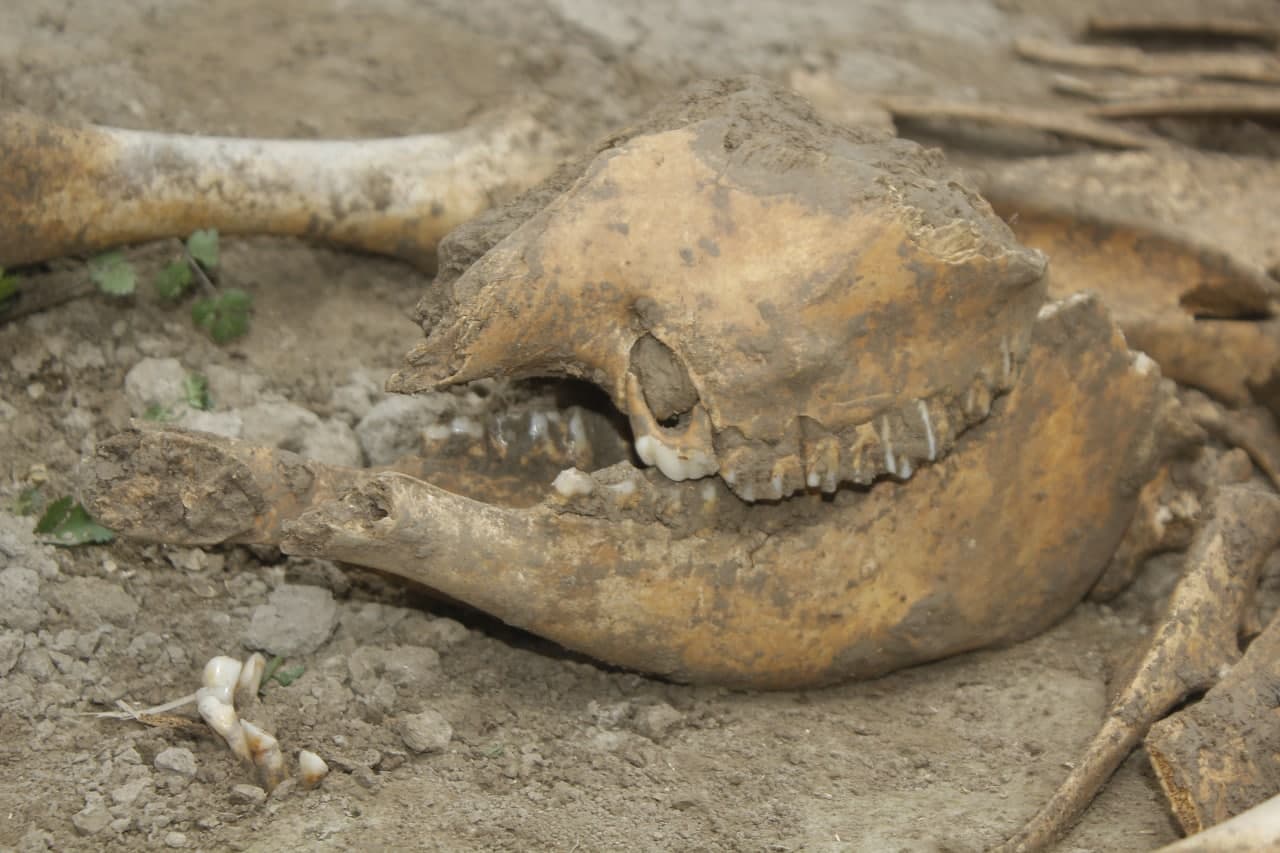 Скелет найденного в Узбекистане существа по предварительным данным принадлежащий к виду динозавров индрикотерию