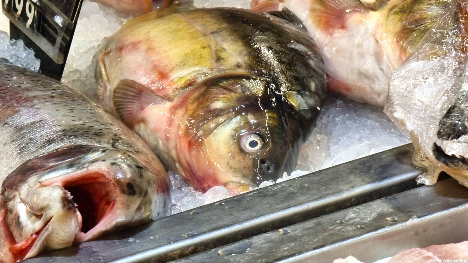 Свежая рыба