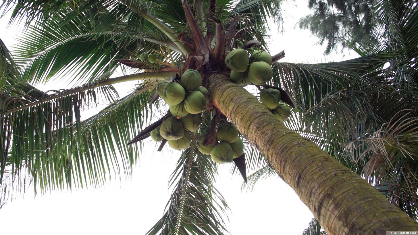 Пальма с кокосами