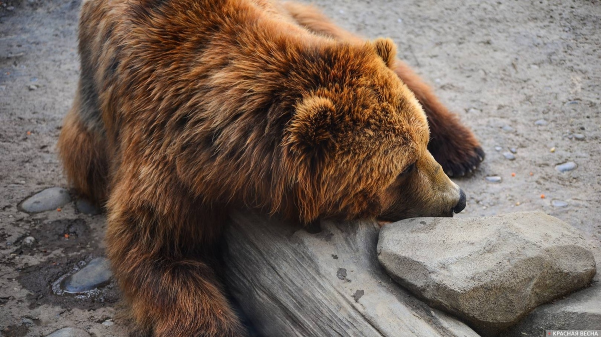 Бурый медведь