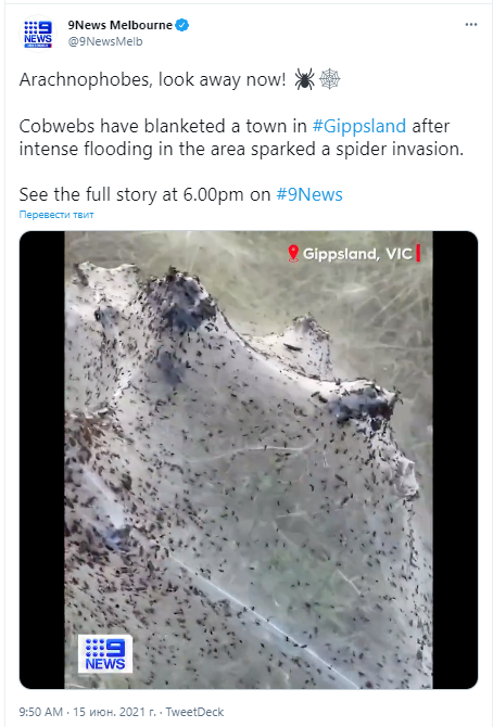 Цитата из Twitter телеканала Nine News от 15 июня 2021 года с видео покрытого пауками Гиппсланда.