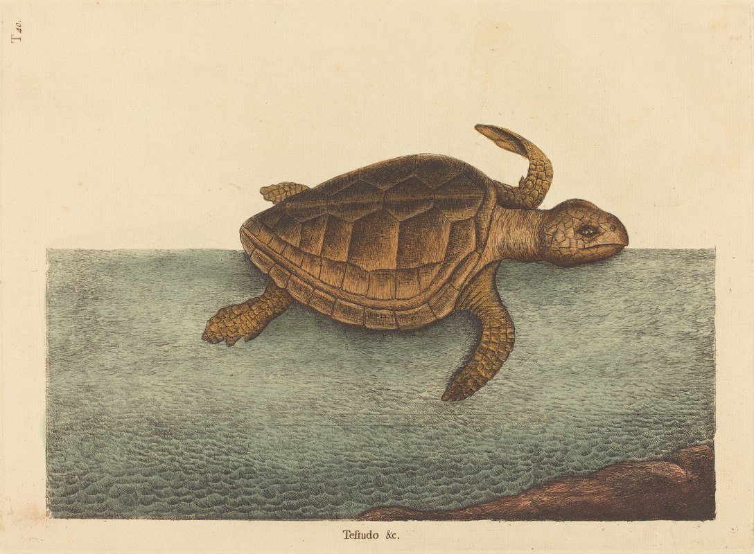 Марк Кейтсби. Головастая морская черепаха. 1731-1743