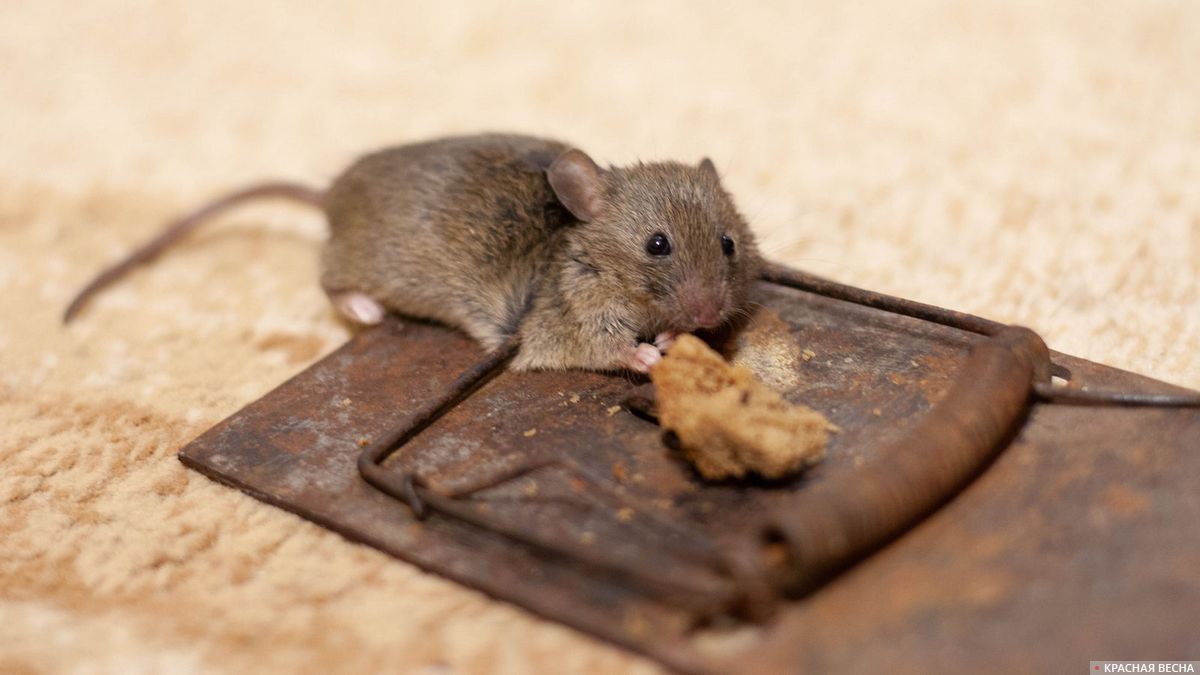 Мышь в мышеловке