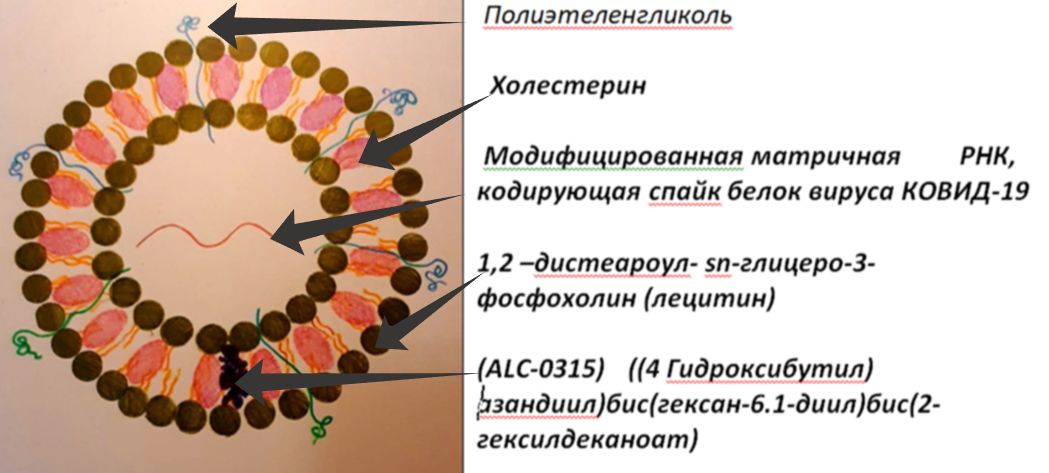 Схематическое изображение липосомы, сконструированной фирмой Пфайзер, соотношение компонентов в рецептуре препарата не указано