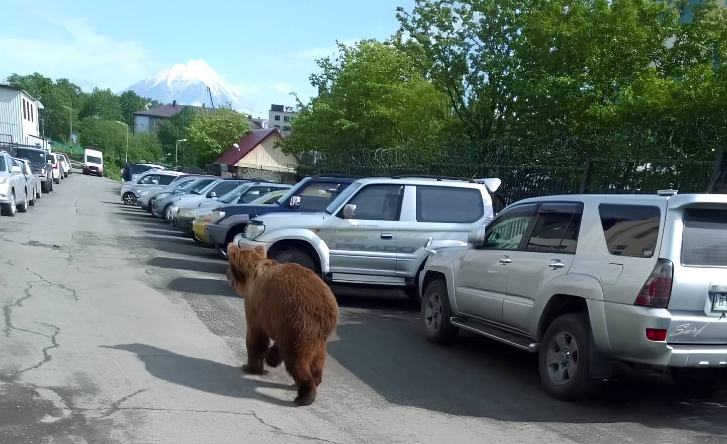 В Петропавловске-Камчатском в жилом квартале застрелили медведя