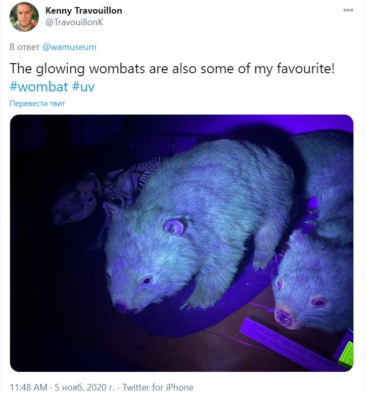 Скриншот страницы Кенни Травуйона в соцсети Twitter с вомбатами, освещенными ультрафиолетовым фонариком